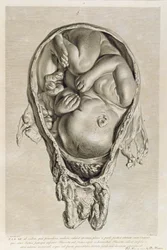 Anatomical drawing of a foetus in the womb, engraved by Francois Simon Ravenet (1706-74) pub. 1774